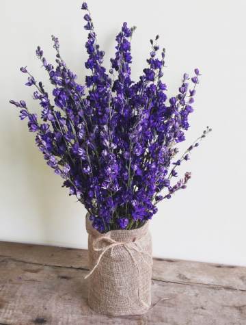 hoa kho, phi yen violet, hoa trang tri
