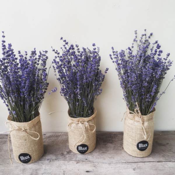 Lavender, hoa kho, oai huong, hoa trang tri, qua tang