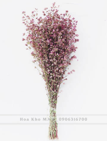 Bó hoa Oregano xanh hồng