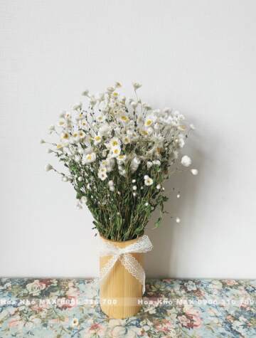 Bình hoa Cúc Daisy khô màu trắng